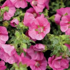5023242999951 1 Anisodontea capensis Marshmallow.jpg